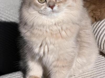 Clara Lilac Golden - British Shorthair - Gallery Photo #1