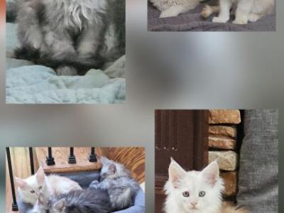 Litter T - Maine Coon - Gallery Photo #1
