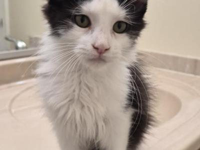 Shane - Maine Coon - Gallery Photo #1