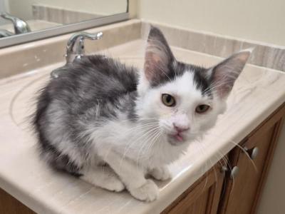 Saint - Maine Coon - Gallery Photo #1