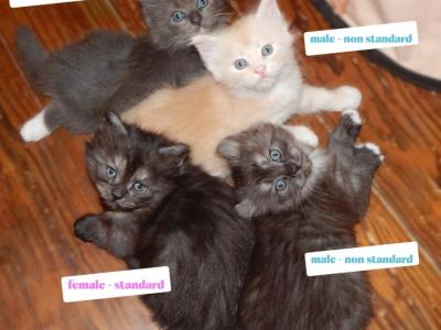Munchkins Coming Soon - Munchkin - Gallery Photo #1