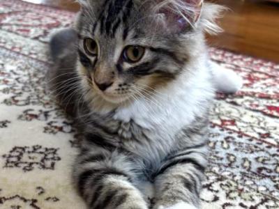 Fluffy - Maine Coon - Gallery Photo #1