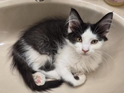 Spice - Maine Coon - Gallery Photo #1
