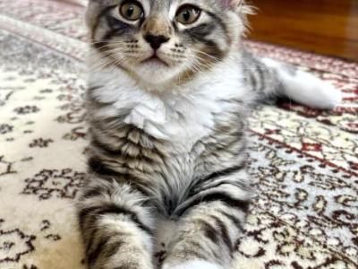 Fluffy - Maine Coon - Gallery Photo #1
