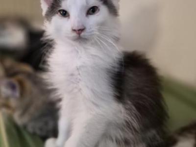 Sammy - Maine Coon - Gallery Photo #1