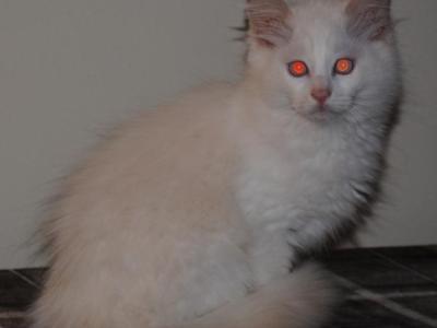 Remi Cherubim Ragdoll - Ragdoll - Gallery Photo #1