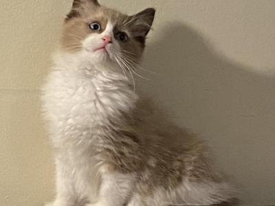 Robin Cherubim Ragdoll - Ragdoll - Gallery Photo #1