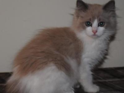 Rowen Cherubim Sale Pending - Ragdoll - Gallery Photo #1