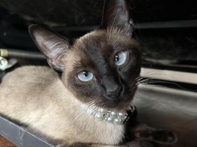 Nami - Siamese - Gallery Photo #1