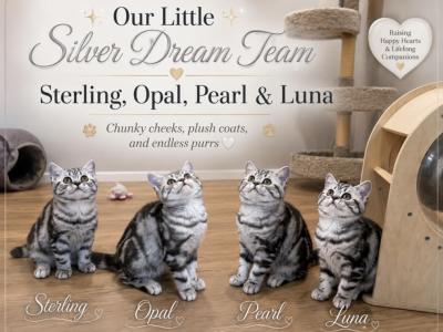 Black Silver Classic Tabby - British Shorthair - Gallery Photo #1