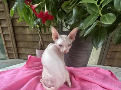 Lilac Kitten - Sphynx - Gallery Photo #1