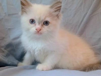 Bicolor Ragdoll Female - Ragdoll - Gallery Photo #1