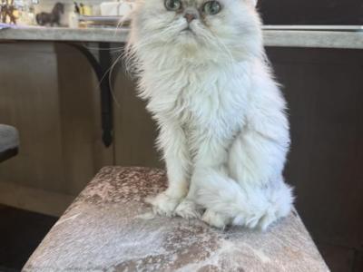 Niko - Persian - Gallery Photo #1