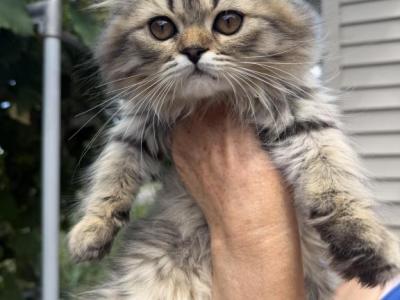 Daisy - Persian - Gallery Photo #1