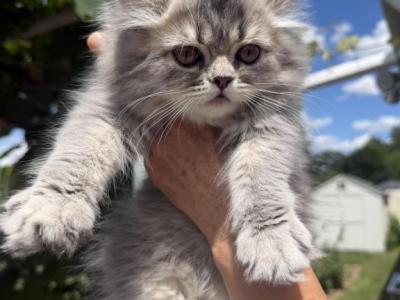 IVY - Persian - Gallery Photo #1