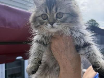 Johnny - Persian - Gallery Photo #1