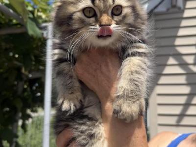 MICA - Persian - Gallery Photo #1