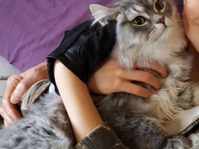 Simon - Ragdoll - Gallery Photo #1