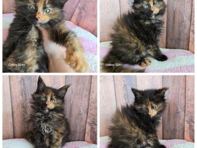 Tortie - Maine Coon - Gallery Photo #1