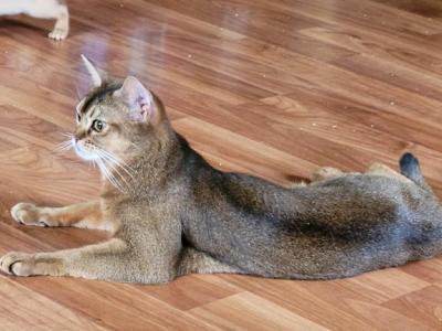 Gera Aka Reine - Abyssinian - Gallery Photo #1