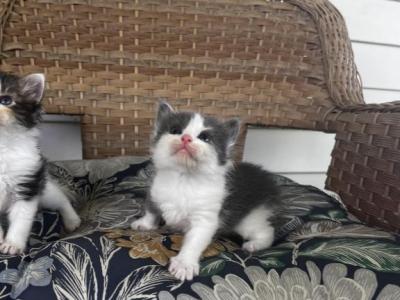Roxy - Siberian - Gallery Photo #1