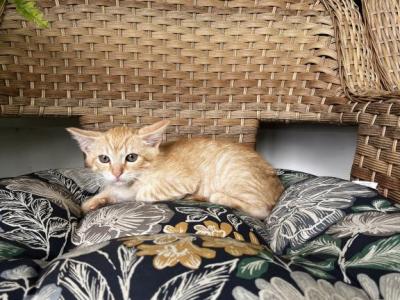 Milo - Siberian - Gallery Photo #1
