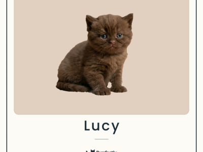 Lucy - British Shorthair - Gallery Photo #1