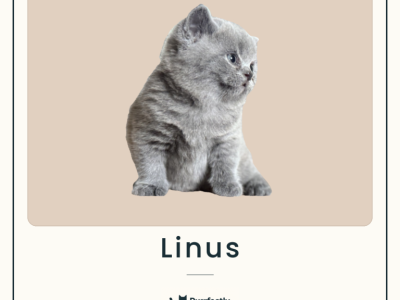 Linus - British Shorthair - Gallery Photo #1