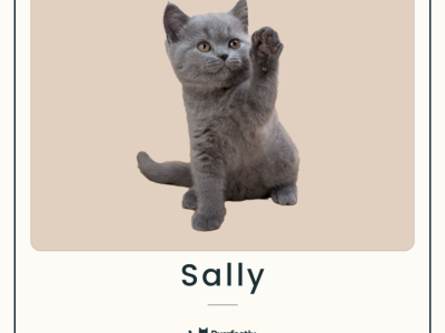 Sally - British Shorthair - Gallery Photo #1
