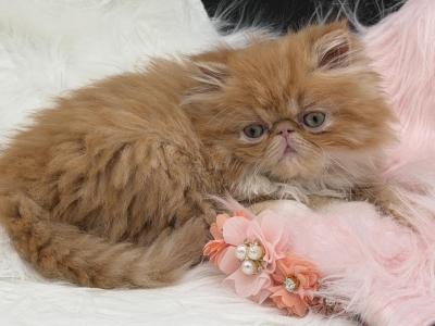 Persian Red And White Persian - Persian - Gallery Photo #1