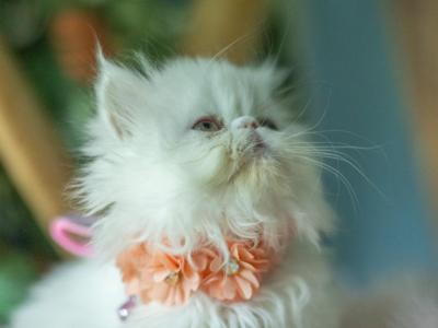 Solid  White Girl - Persian - Gallery Photo #1