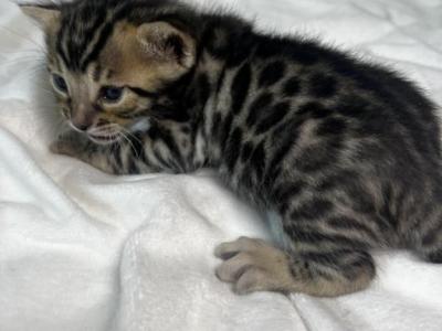 Giorno Charcoal Male - Bengal - Gallery Photo #1
