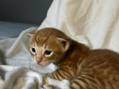 Ginge Red Male - Bengal - Gallery Photo #1