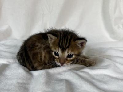 Queen Cleopatra Female - Bengal - Gallery Photo #1