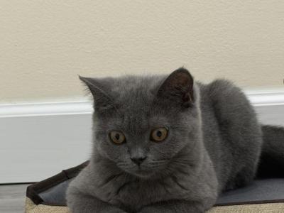 Star - Scottish Straight - Gallery Photo #1