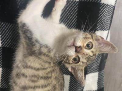 Lola - American Wirehair - Gallery Photo #1