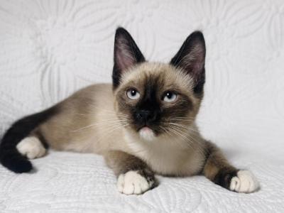 Male Siamese Snowshoe Kitten - Siamese - Gallery Photo #1