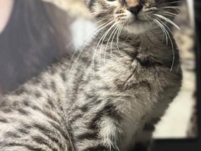 Tiny Cheetah - Savannah - Gallery Photo #1