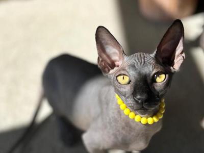 BLUEY READY TO GO HOME - Sphynx - Gallery Photo #1