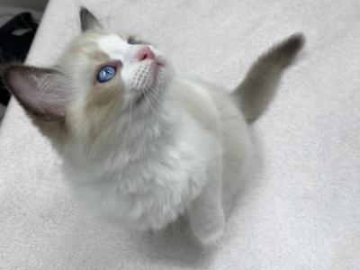 Cypress - Ragdoll - Gallery Photo #1
