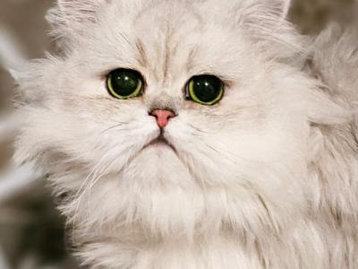 Kai - Persian - Gallery Photo #1