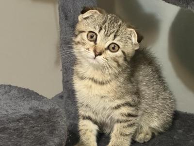 Tomi - Scottish Fold - Gallery Photo #1