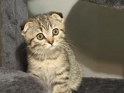 Tomi - Scottish Fold - Gallery Photo #1