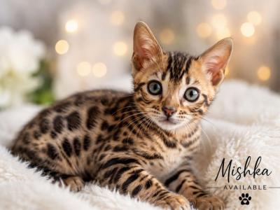 MISHKA - Bengal - Gallery Photo #1