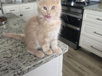 Strawbearry Bear - Maine Coon - Gallery Photo #1
