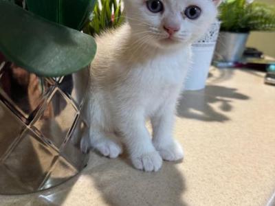 Smarty - Scottish Fold - Gallery Photo #1