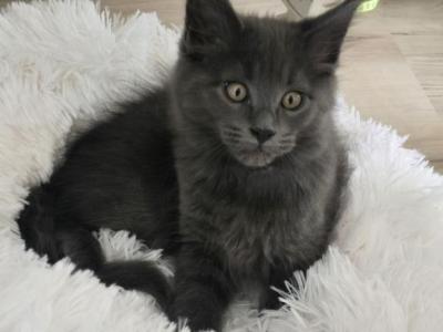 Vienna Sausage - Maine Coon - Gallery Photo #1
