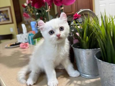 Simba - Scottish Straight - Gallery Photo #1