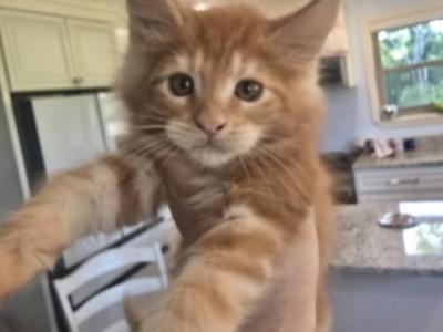 Geno Pizza Roll - Maine Coon - Gallery Photo #1