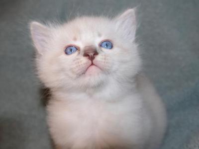 Nellie & Buzz - Ragdoll - Gallery Photo #1